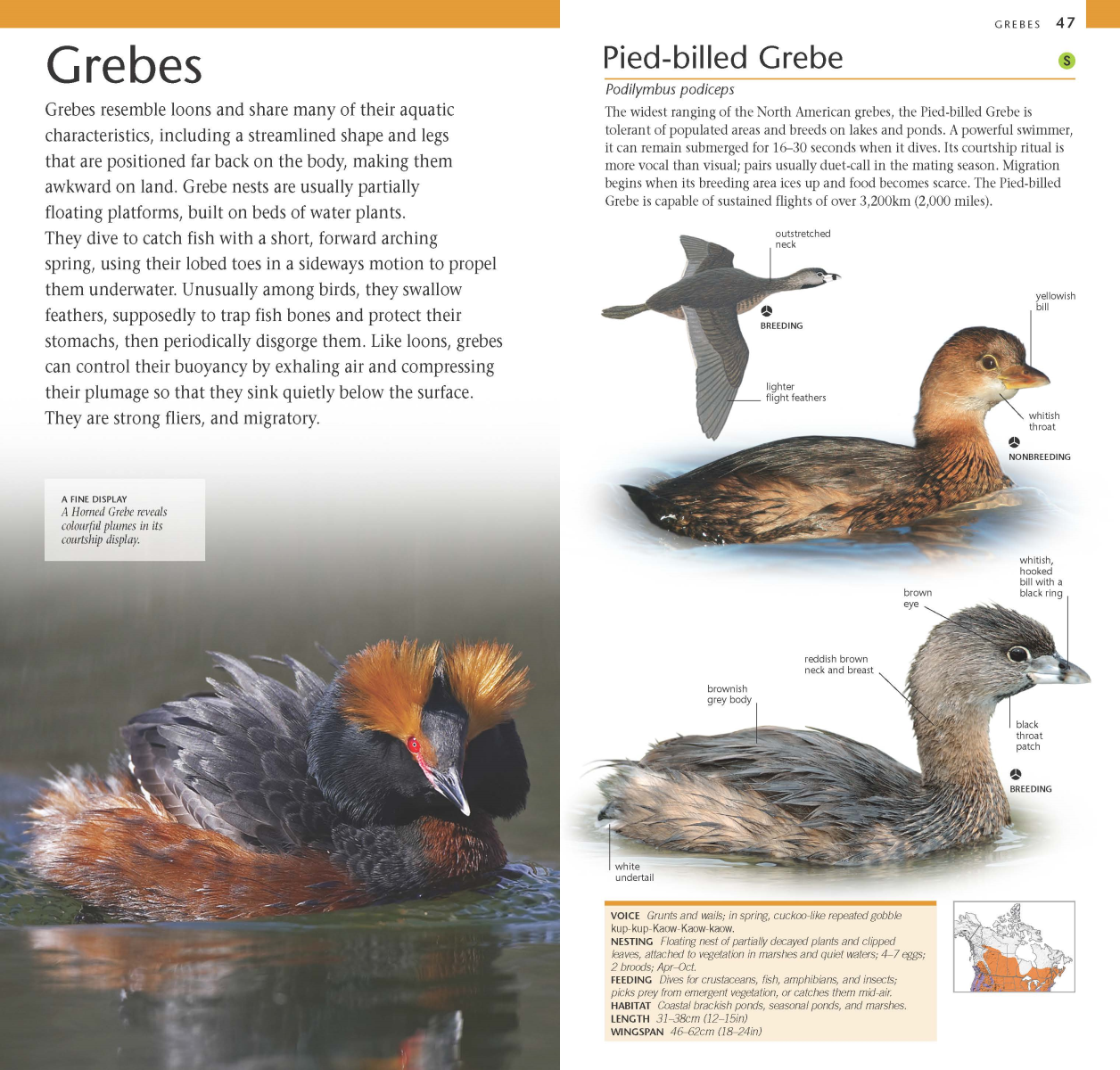 Pocket Birds of Canada 2nd Edition